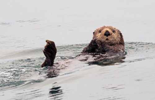 Lost Anchor Cabins - Ocean-view cabins on the bluff - Foto 33