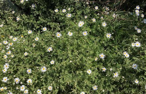 Casa-Finca El Maipéz de Tejeda - Foto 29