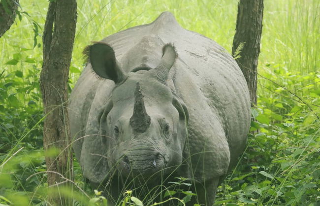 Nana Jungle Resort Near Chitwan National Park - Foto 26