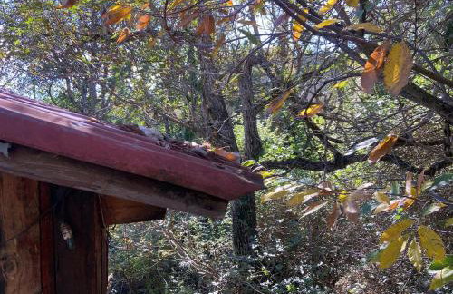 Η Χαρούμενη Αρκούδα - Foto 11