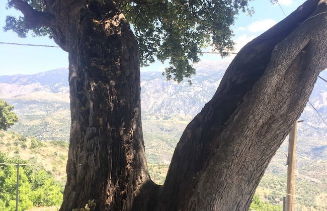 Travelers And Hikers Delight House1 Next To Sougia - Photo 44