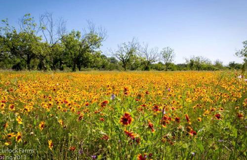 Lovely Cottage Rental with Waterfall on San Gabriel River near Austin, Texas - Foto 32