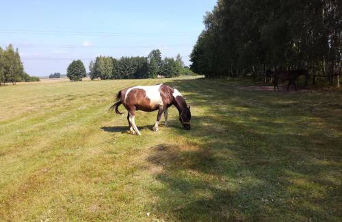 Nowa Wola 58 - 200qm appartment in a small village, with pool, sauna and big garden - Foto 47