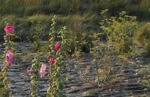 Chez Maria - Foto 43