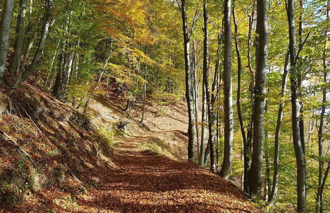 Vacation House Donacka Gora - Foto 18