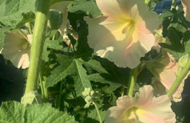 Ferienhaus Jastoria - Foto 15