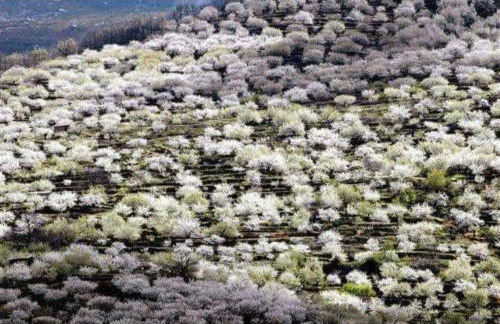 El Cantillo del Jerte - Foto 45