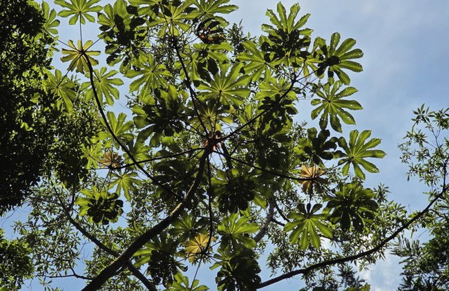 Visita guiada al bosque de Tijuca para grupos pequeños - Foto 22