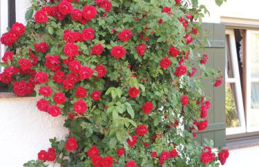 Marie-Theres - Foto 44