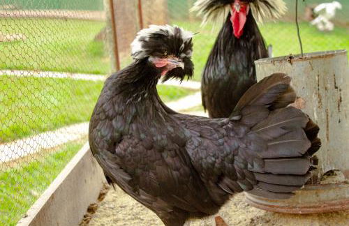 Hotel Fazenda Vale Amanhecer - Photo 30