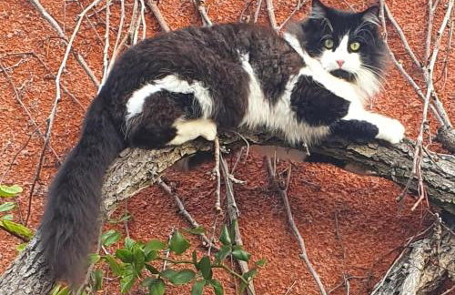 L'Atelier des Rêves - Clim - Netflix - Wifi - Jardin - Foto 21