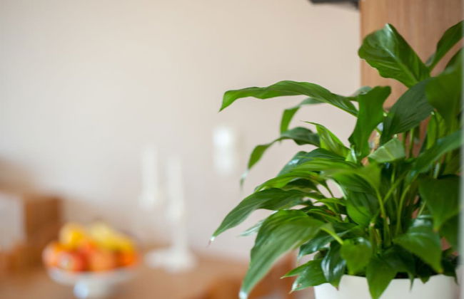 Blue Dome Hotel - Foto 17