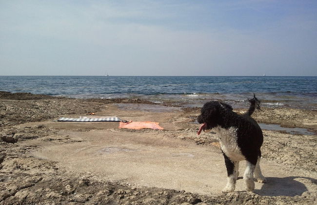 Peaceful House Only 900m From the sea With Swimming Pool, Bbq, Wifi, Airco - Photo 29