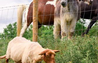 Nengshof Ferienwohnungen Mohnblume und Kornblume - Foto 32