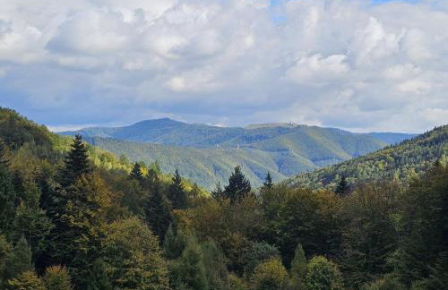 Malowany Las - Foto 33