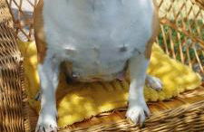 La Roulotte romantique des volcans - Foto 22