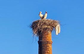 "Casa Oliveiras" studio avec terrasse et piscine - Foto 46