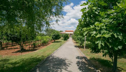 Apartman Vito - Photo 2, Garden