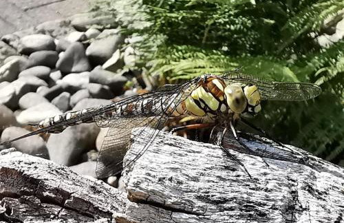 Holiday Home Jägerhaus by Interhome - Foto 44