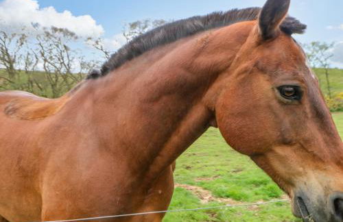 Gallow Law Cottage - Foto 42