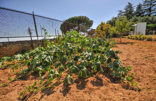 House Calafato e Testasecca - Foto 23