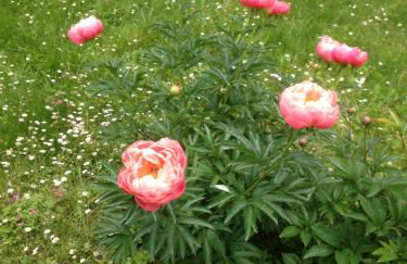 In Riva al Lago di Iseo Residenza Primo Piano - Foto 35
