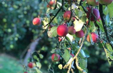 Ferienwohnung Friesenstube - Foto 43