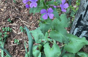 Waldtraum Wandlitzsee - Foto 38