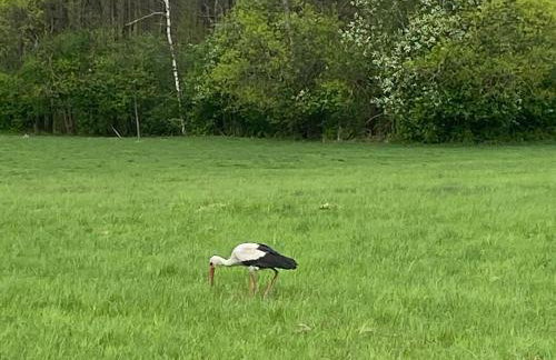 Mazurska Stodoła Na Półwyspie Pilchowskim - Foto 30