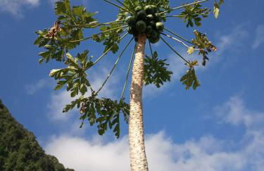 Lazy Lizard by the Ocean - Foto 23