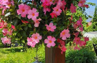 Ferienhaus Hombergshalden - Foto 7