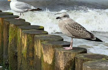 Drei-Insel-Blick Neßmersiel - Foto 42