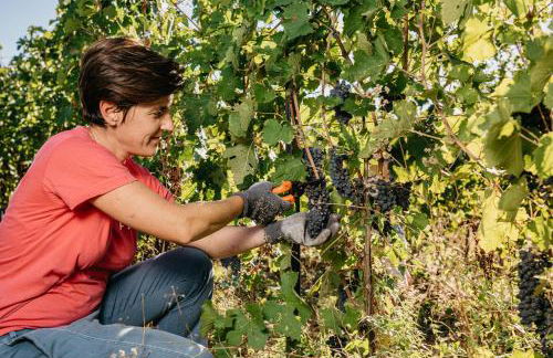 Il Querciolo - Azienda biologica, Agriturismo e Cantina - Foto 54