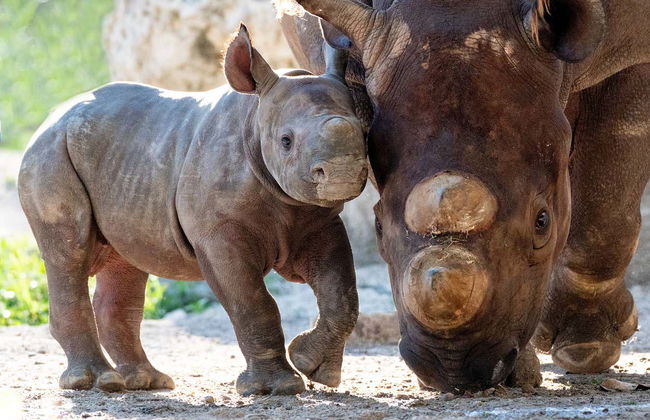 Biglietti per lo Zoo di Miami - Foto 6