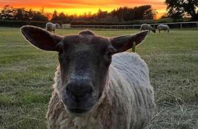 Sunset View one bedroom luxury cottage in an idyllic setting - Foto 56