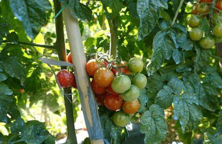 Residence Colle Veroni - Foto 19