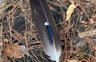 Gorgeous Views, Fishing at Private Cabin on Pelican Lake, Orr MN - Foto 49