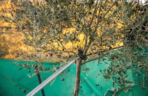 Acushla Original House Douro - Foto 24