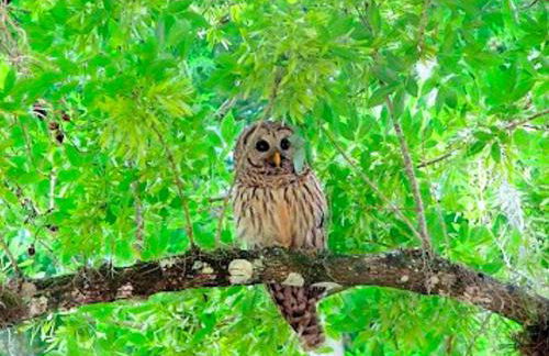 Upcycled Shipping Containers Transformed into a Glamping Home for a Unique Florida Vacation - Foto 45