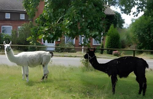 Ferienhof Friccius - Photo 21