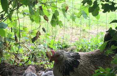 Agritur Maso Piasina - Photo 25