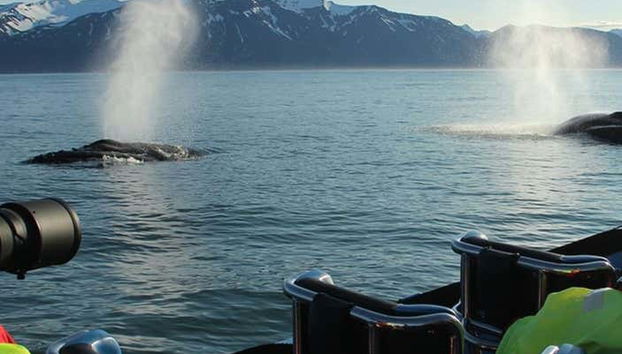 Whale Watching by Speedboat - Foto 4