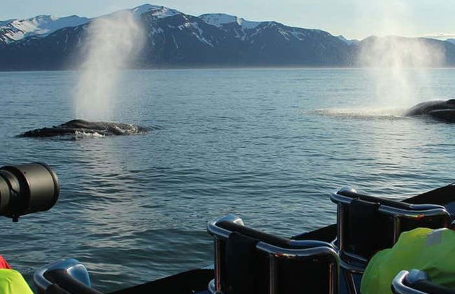 Whale Watching by Speedboat - Photo 4