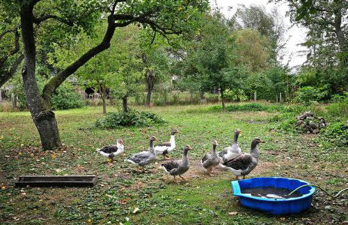Ferienhaus Sonnenhof - Photo 25