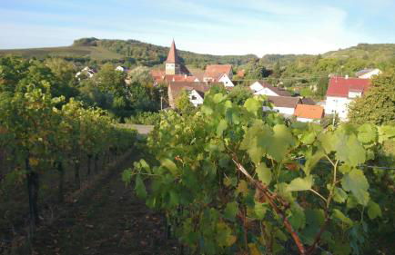 Weingut Will und Würz Lemberger - Foto 17