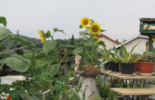 zum Wiesengrund im Oderbruch - Foto 15