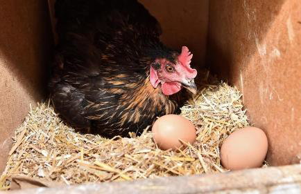 Ranczo Annabella - Foto 68