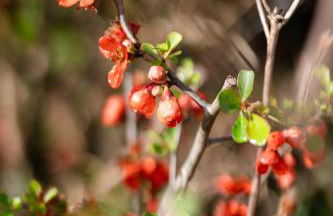Oak House in Mid Wales with Log Burner By Seren Short Stays - Foto 73