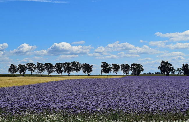 Ferienwohnung auf Insel Poel - Foto 35