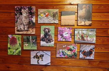 Blockhaus am Waldrand - Foto 9